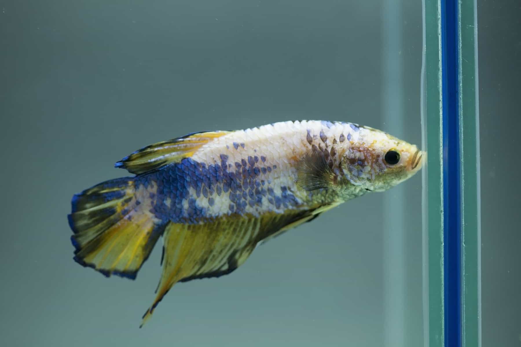 Reasons Why Your Betta Fish Might Be Spitting Out Food 2