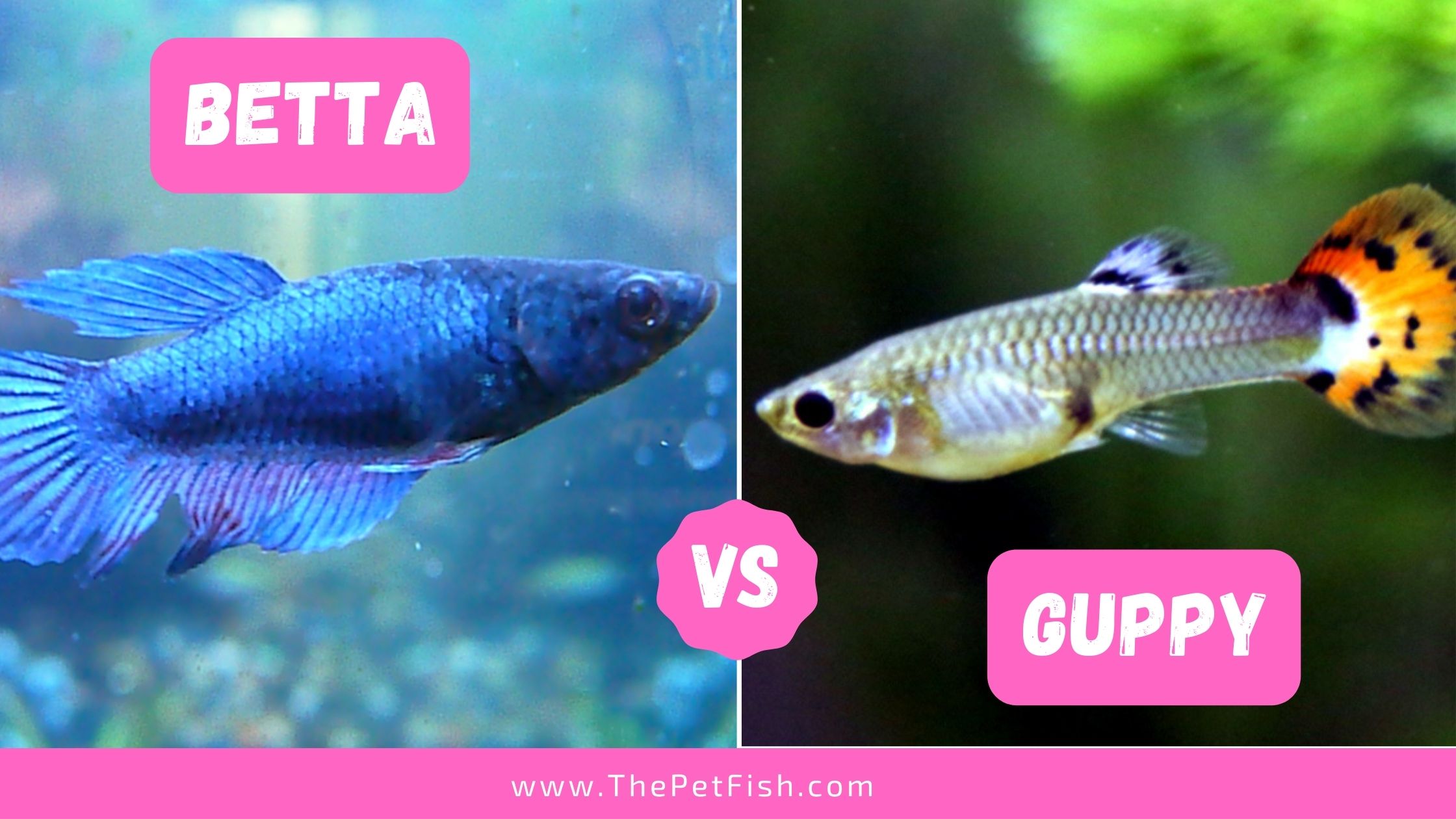 betta fish vs guppy 2