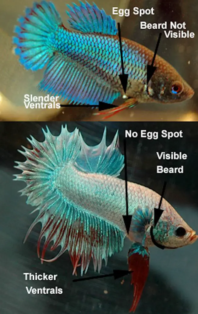 How to Tell if Betta Fish is Male or Female? 2
