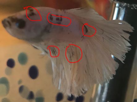Identifying and Treating Black Spots on Betta Fish