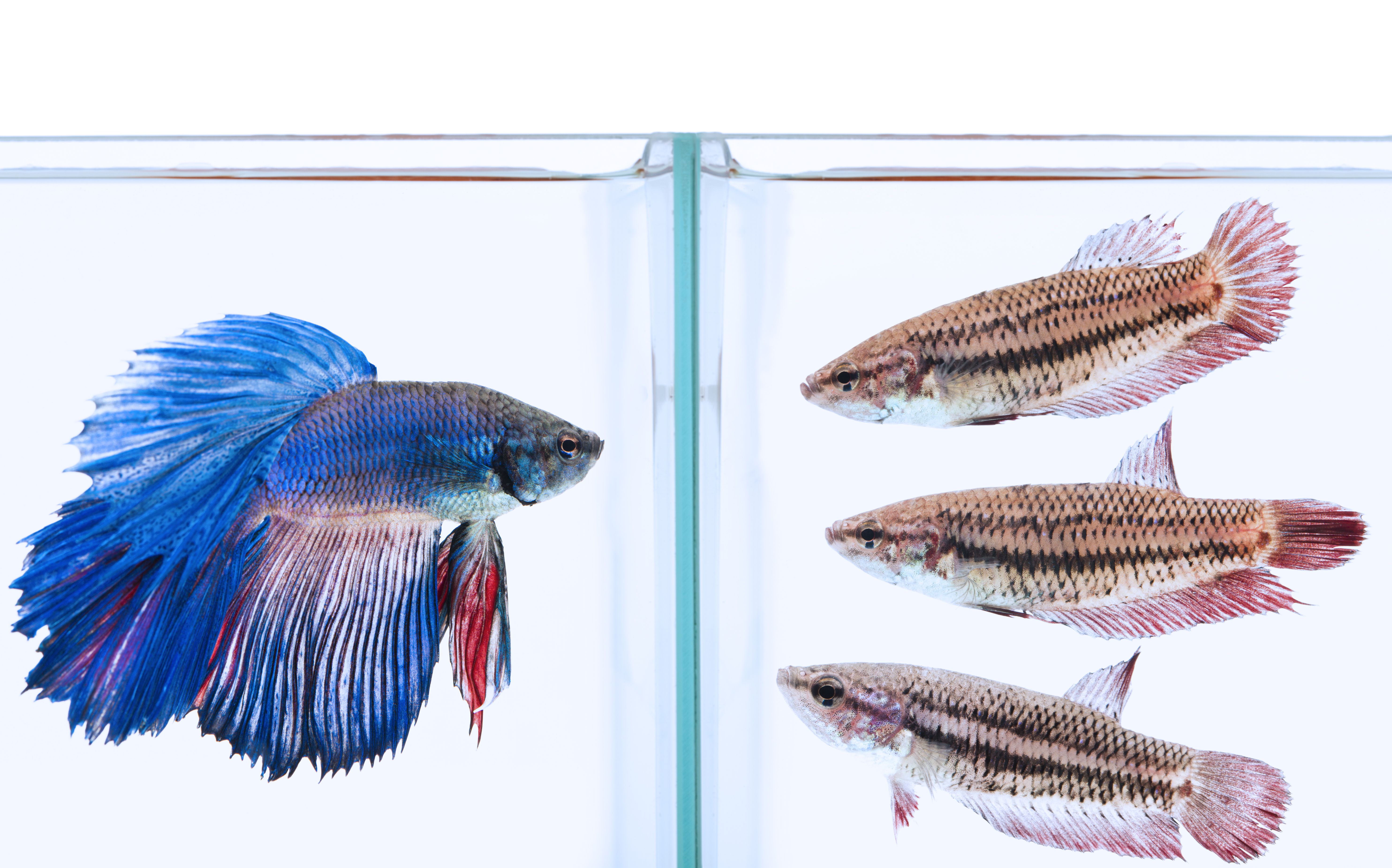 Female Betta Fish Types: Differences and Care Tips 2