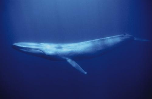 Can Blue Whales Survive in an Aquarium? 2