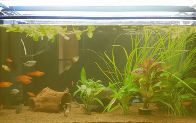 Why is Your Aquarium Water Turning Yellow? 2