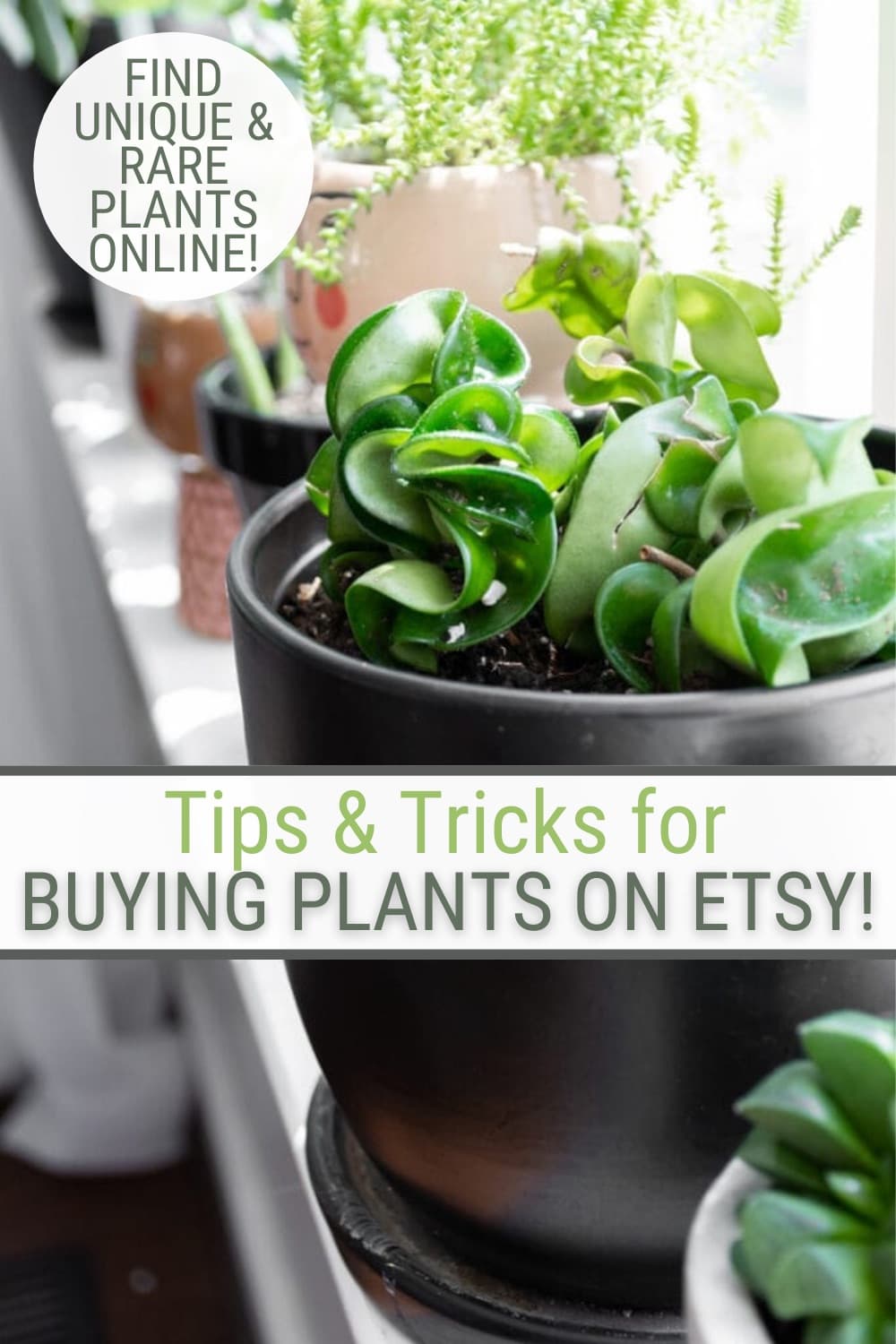 Buying Aquarium Plants on Etsy: Tips and Recommendations 2