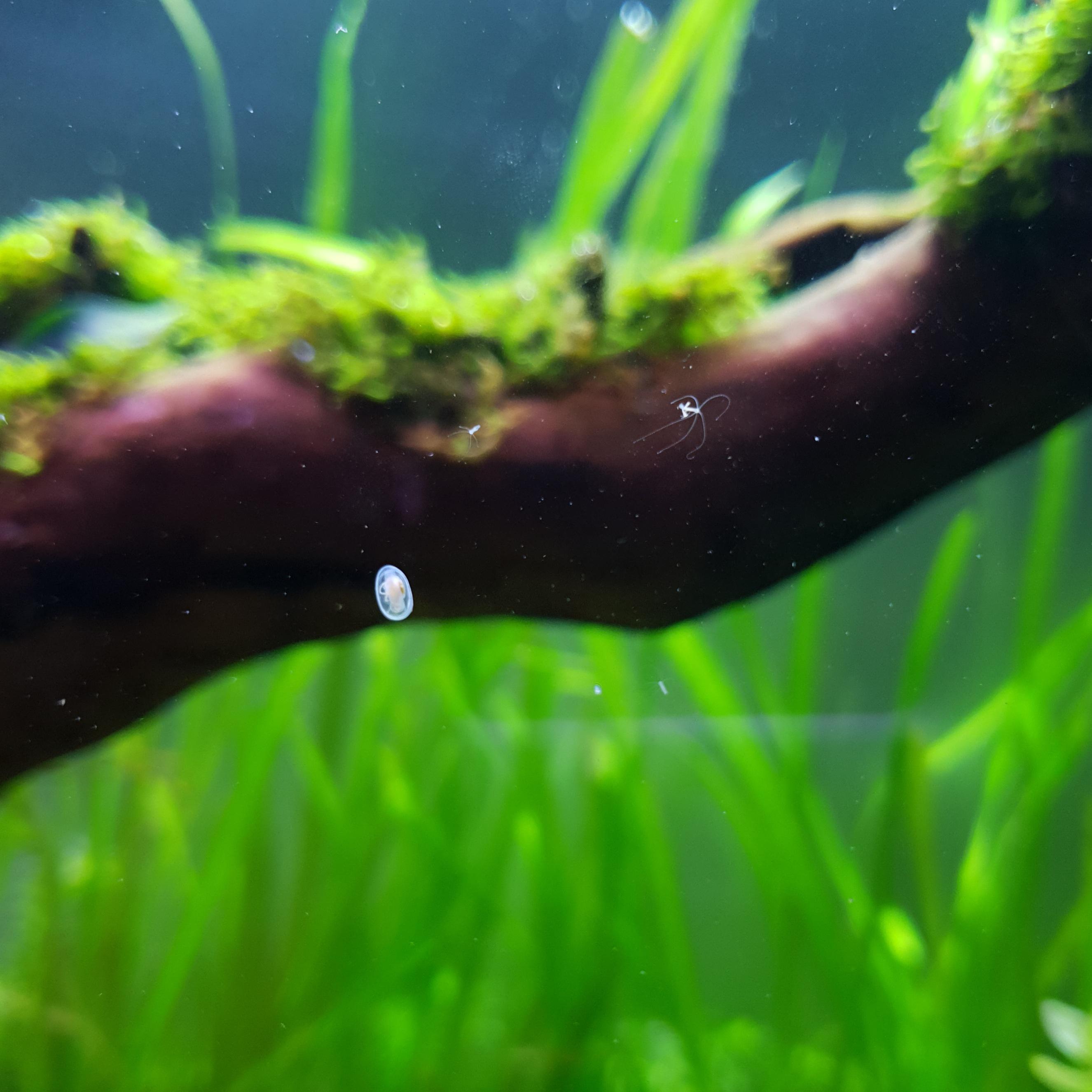 Are Copepods Good for Freshwater Aquariums? 2