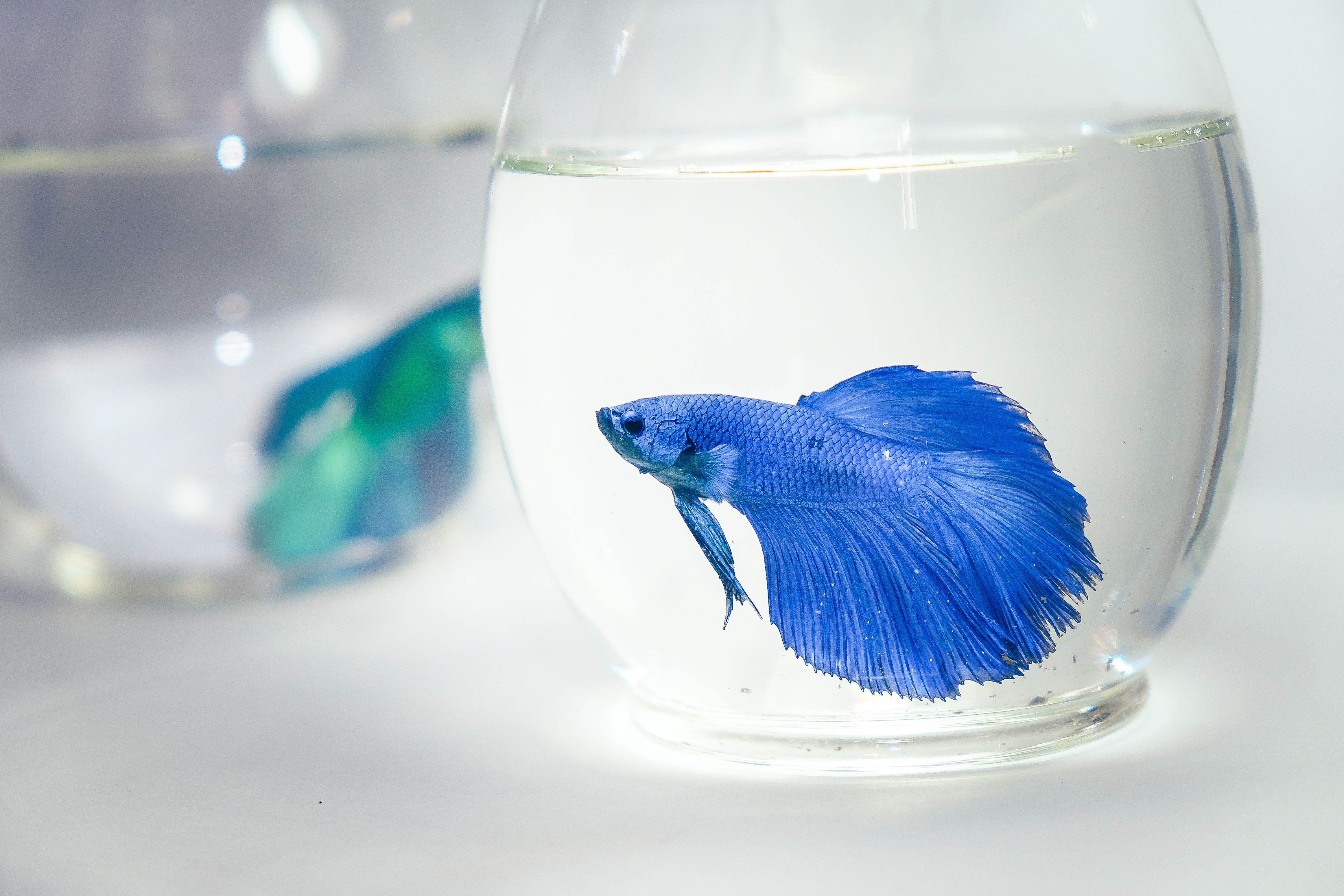 Should You Keep Your Betta Fish in a Vase?