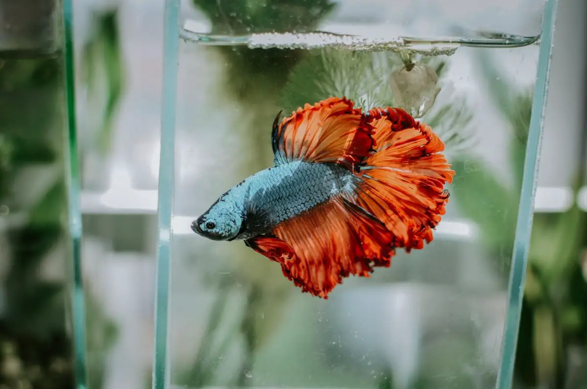 Betta Fish No Need Oxygen: Myth or Fact? 2