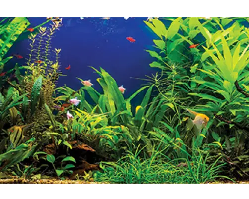 How Long Do Aquarium Plants Live? 2