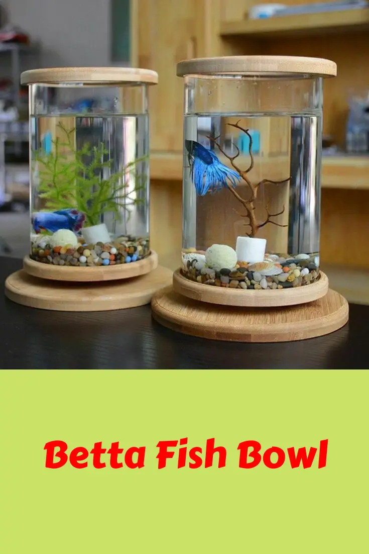 Creative and Unique Betta Fish Bowl Ideas 2