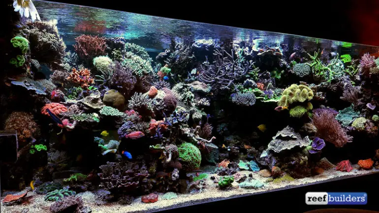 The Beauty of a Hidden Reef Aquarium