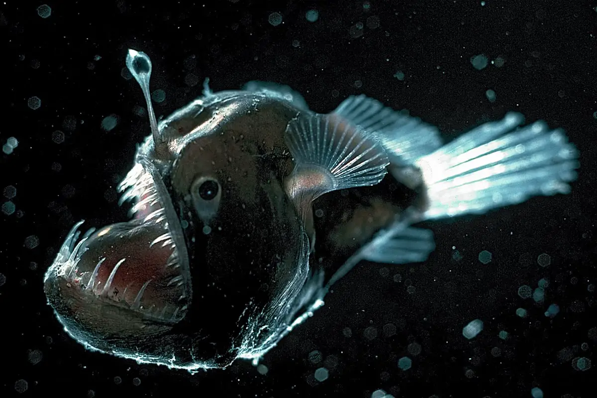 Angler Fish: A Unique Addition to Your Aquarium