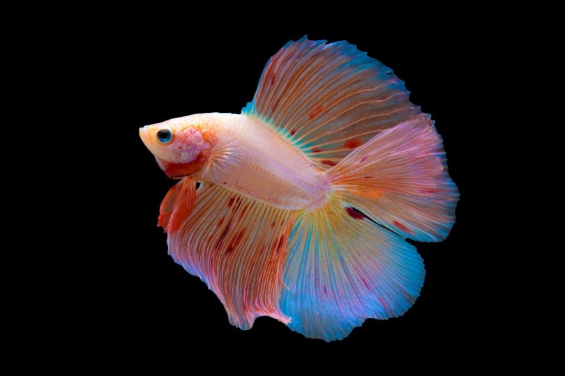 The Unique and Beautiful Double Tail Betta Fish 2
