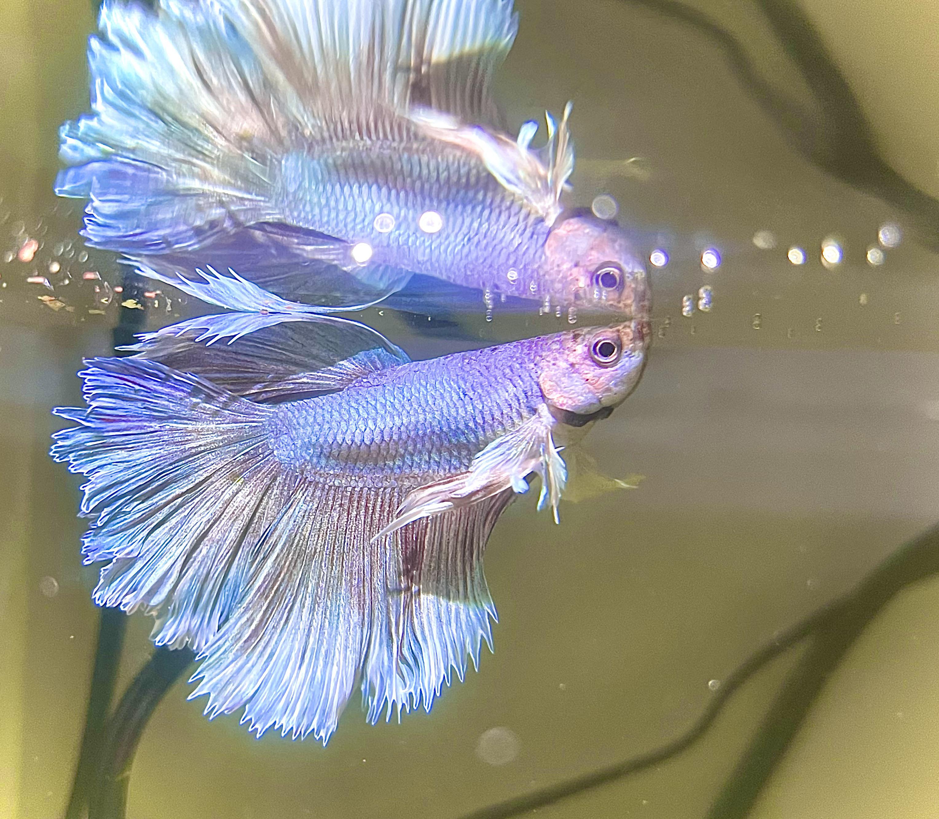 The Stunning Iridescent Beauty of Betta Fish 2