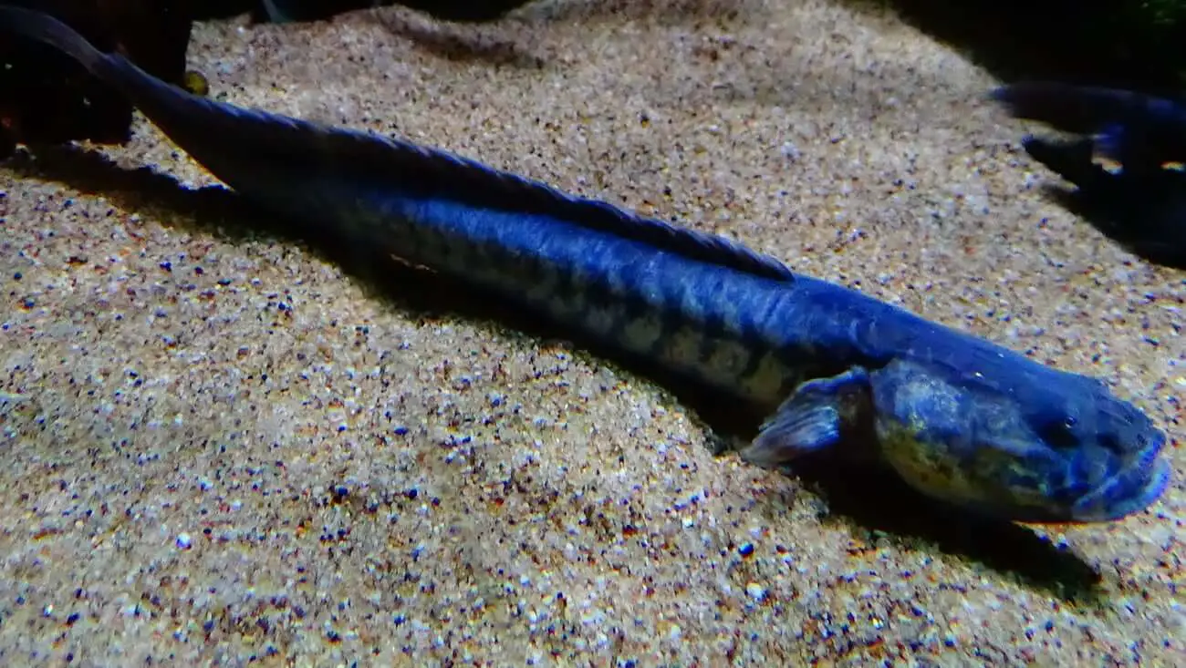 Keeping a Blue Dragon Goby in Your Aquarium 2