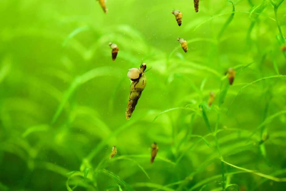 When and How to Use an Alum Dip for Aquarium Plants? 2