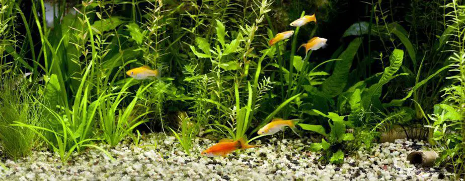 Can Dying Aquarium Plants Kill Fish? 2
