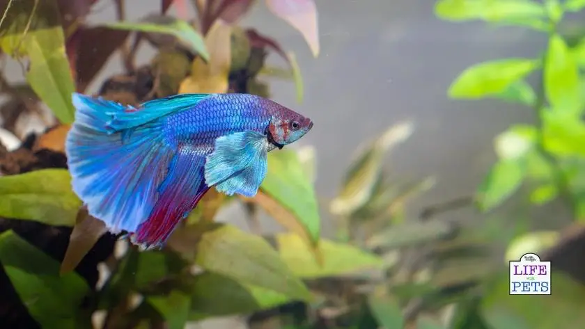 Creating the Perfect Background for Your Betta Fish Tank 2