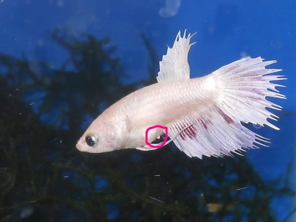 Understanding the Betta Fish Egg Spot 2