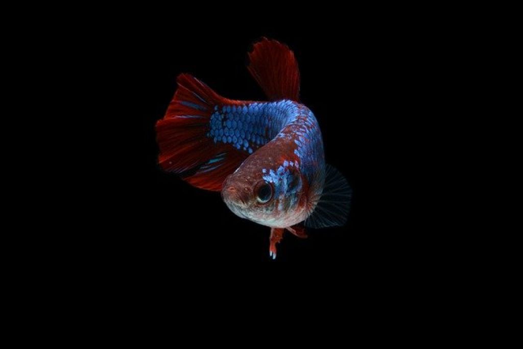 The Top 5 Most Interactive Fish for Your Aquarium 2