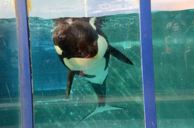 Are Aquariums Cruel? 2