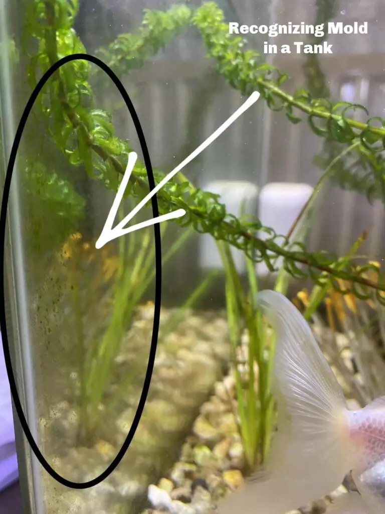 How to Get Rid of Black Mold in Your Aquarium? 2