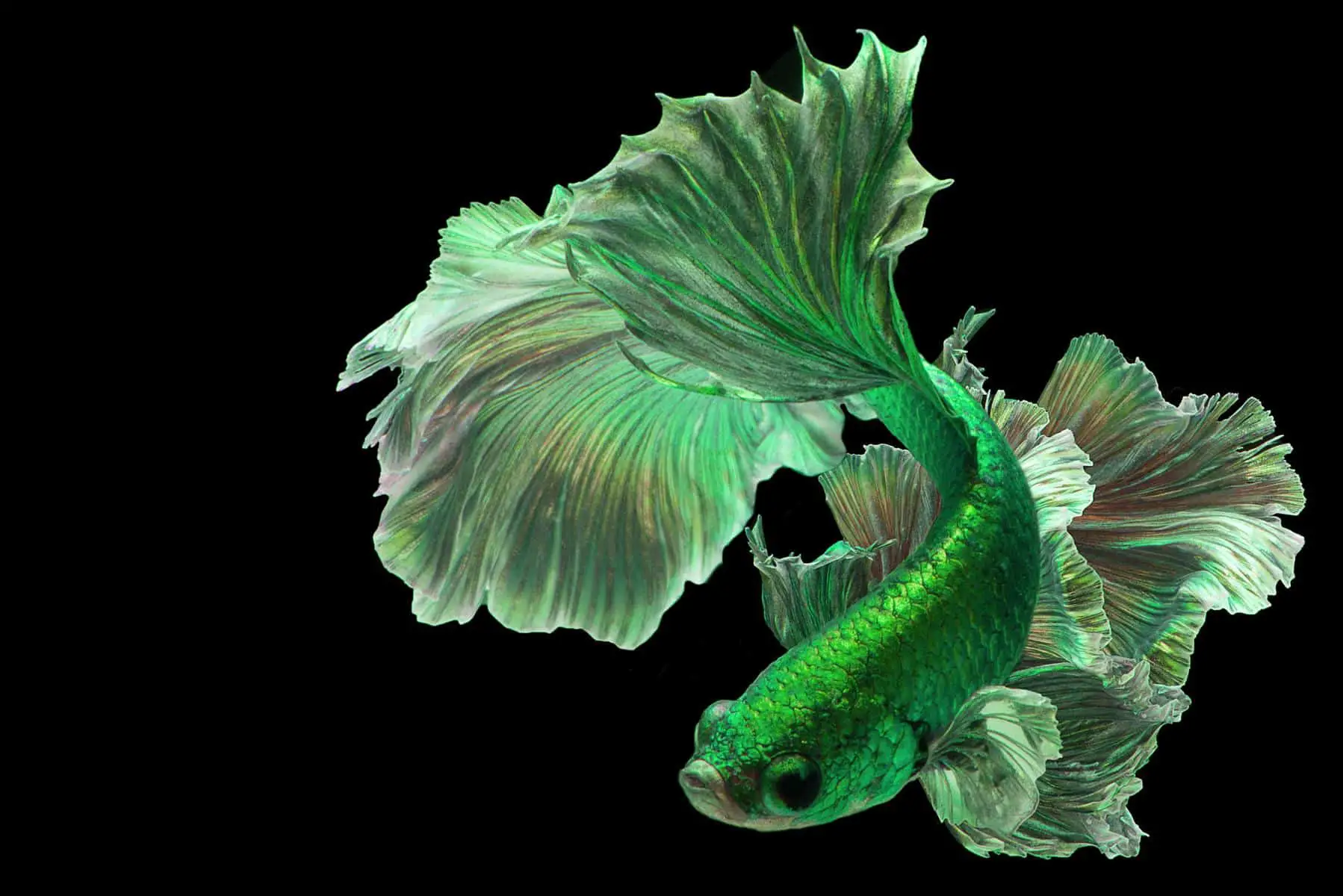 Understanding Betta Fish Green