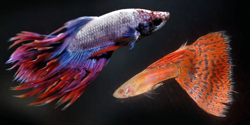 Are Betta Fish and Guppies Compatible? 2
