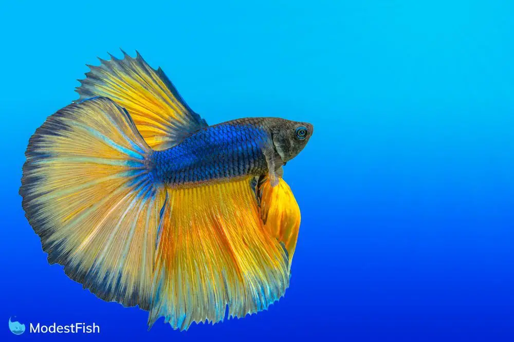 All About Fancy Betta Fish 2