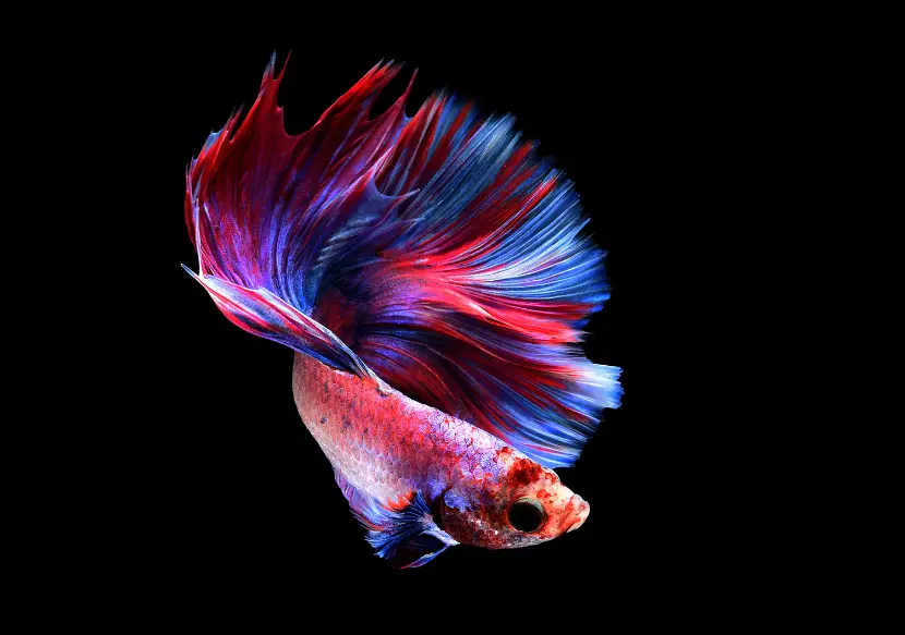 Angry Betta Fish: How to Identify and Calm Down Your Betta 2