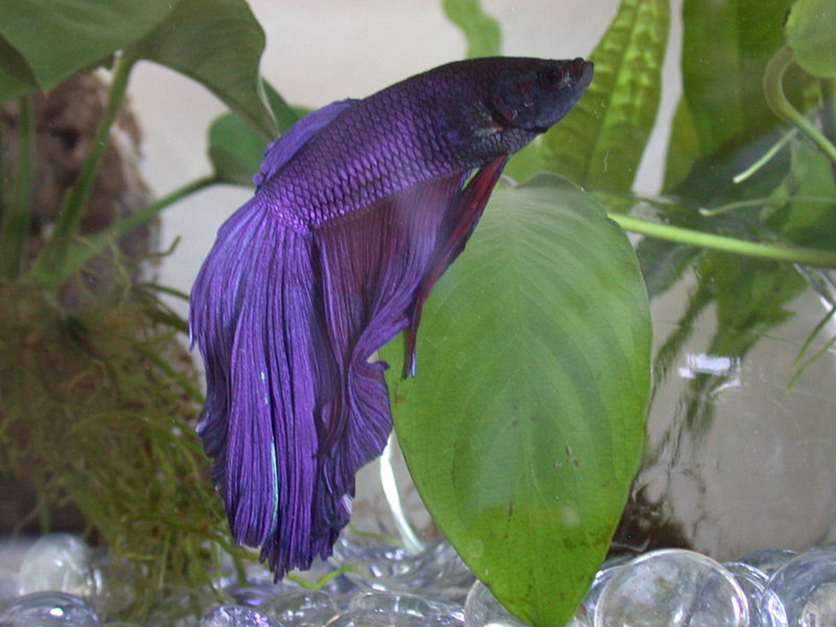 Do Betta Fish Sleep at the Top of the Tank?