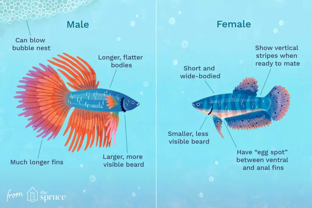How To Tell Betta Fish Gender? Betta Fish World