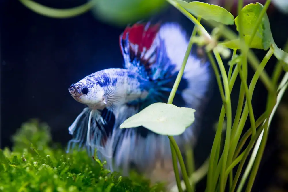 5 Reasons Why Plants Are Essential for Your Betta Fish 2