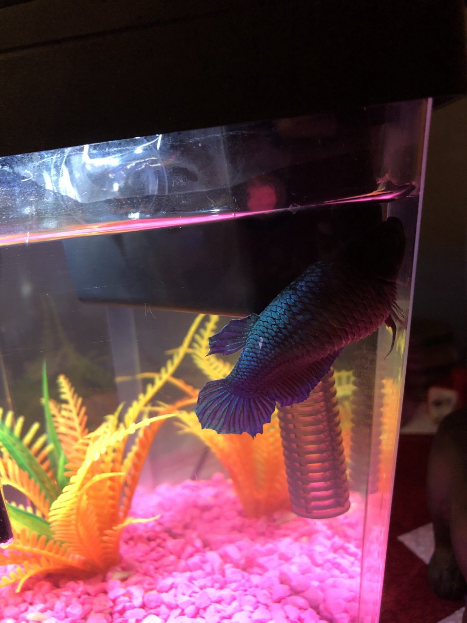 Why Does Betta Fish Stay at Top of Tank? 2