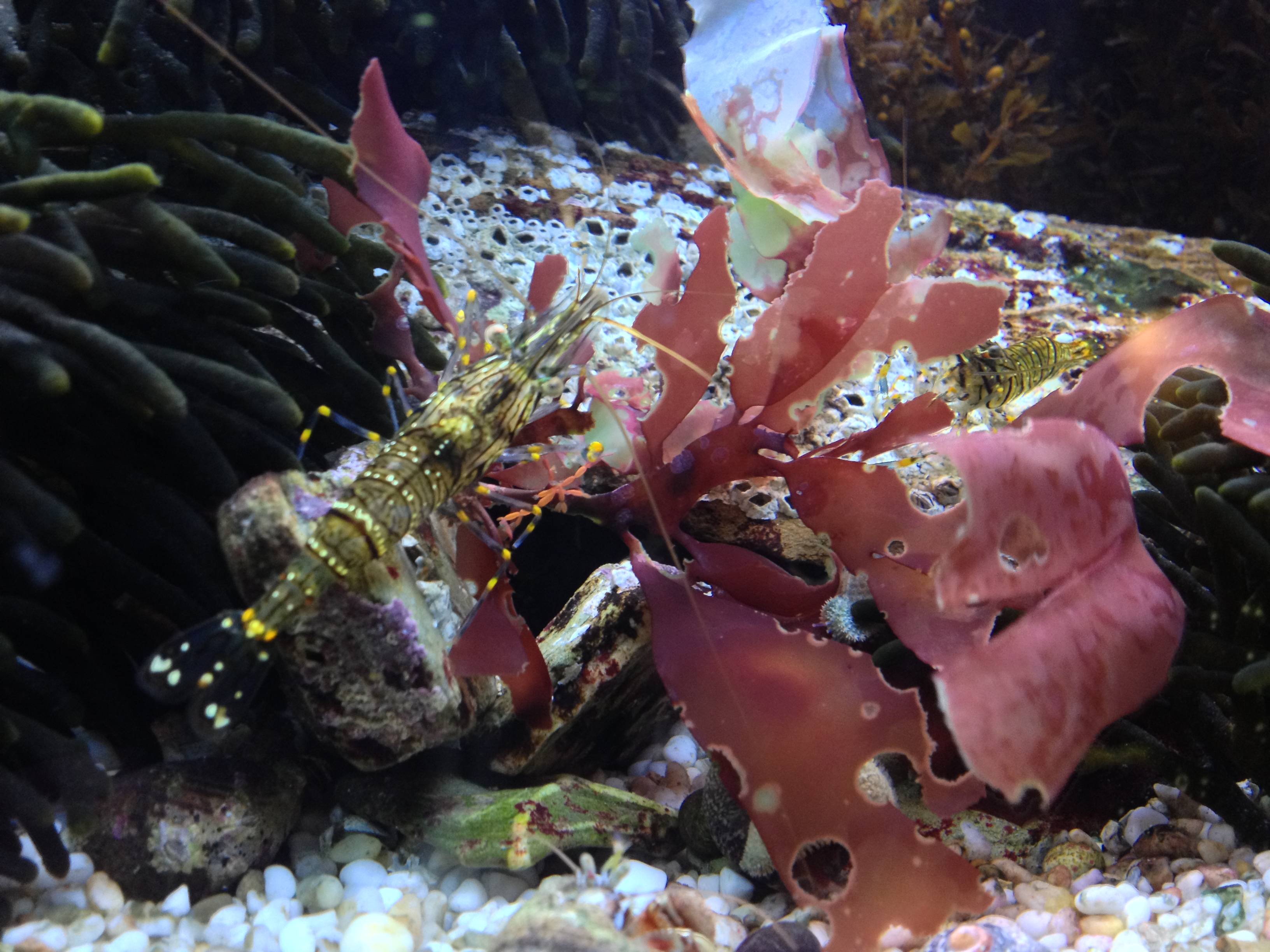 Using Seaweed in Your Aquarium: Benefits and Risks