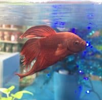 The Dangers of Overfeeding Betta Fish 2