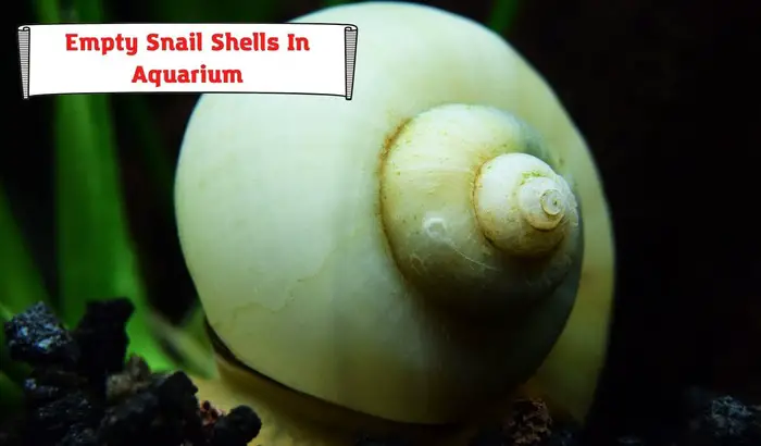 Why Are There Empty Snail Shells in My Aquarium? 2