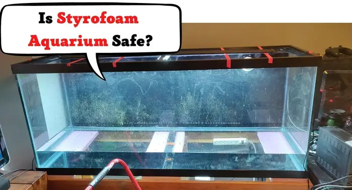 Is Styrofoam Aquarium Safe? 2