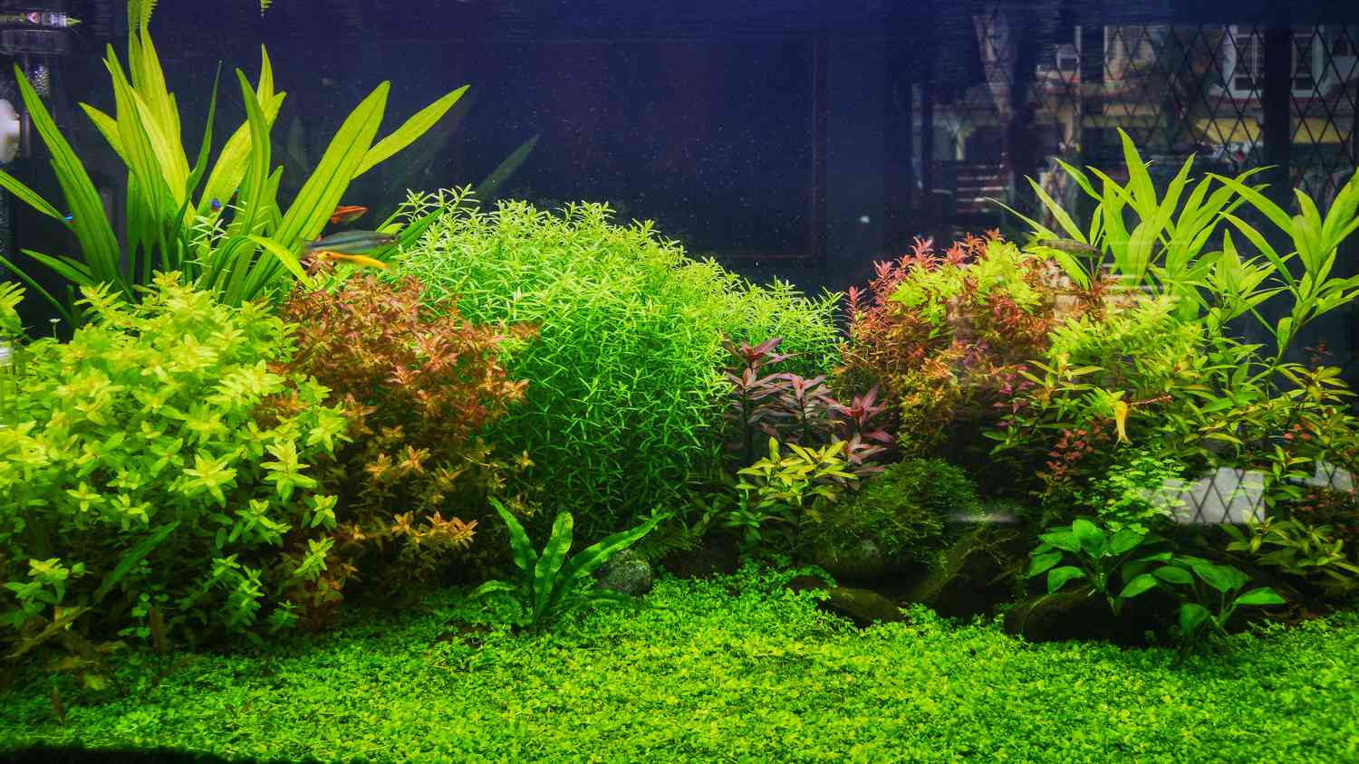 10 Creative Planted Aquarium Ideas to Bring Your Tank to Life 2