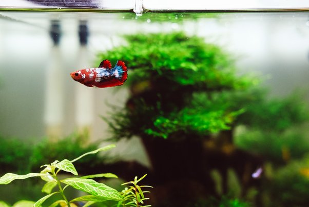 Can a Betta Fish Survive a Tank Cycle? 2