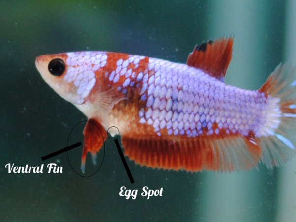 Understanding the Betta Fish Egg Spot