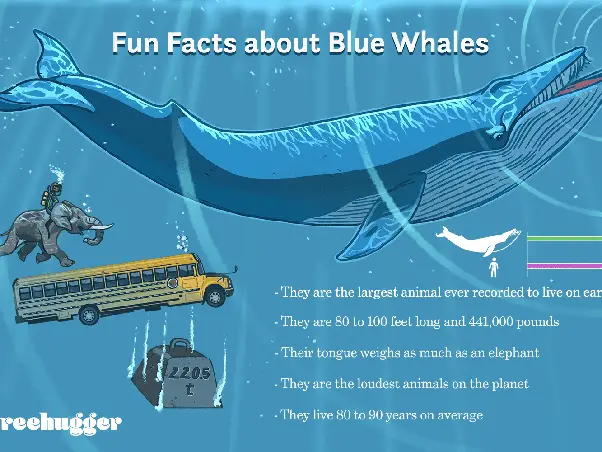 Can Blue Whales Survive in an Aquarium?