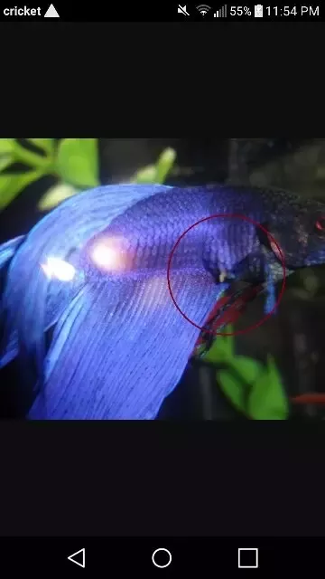 What Happens if You Overfeed a Betta Fish? 2