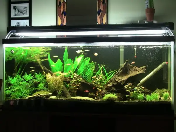 Can I Leave My Aquarium Light on 24/7?