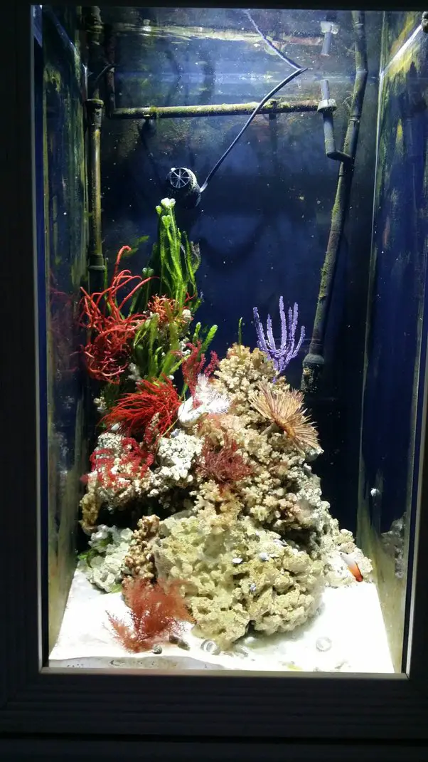 Using Seaweed in Your Aquarium: Benefits and Risks 2