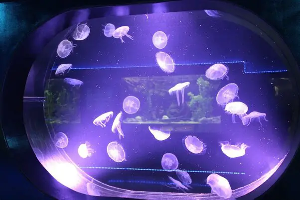 Keeping Immortal Jellyfish in Your Aquarium 2
