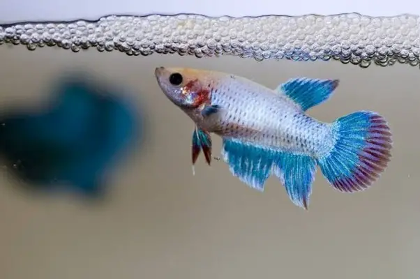 Why Do Betta Fish Make Bubbles on Top of Water? 2