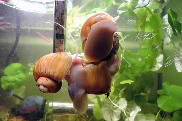 The Benefits of Adding Snails to Your Aquarium 2