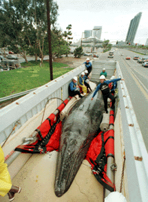 How Do They Transport Whales to Aquariums? 2