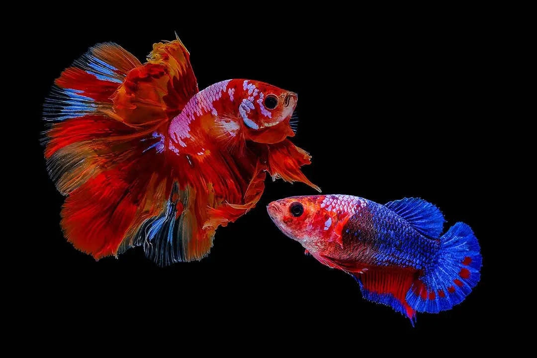 Can a Female and Male Betta Fish Live Together? 2
