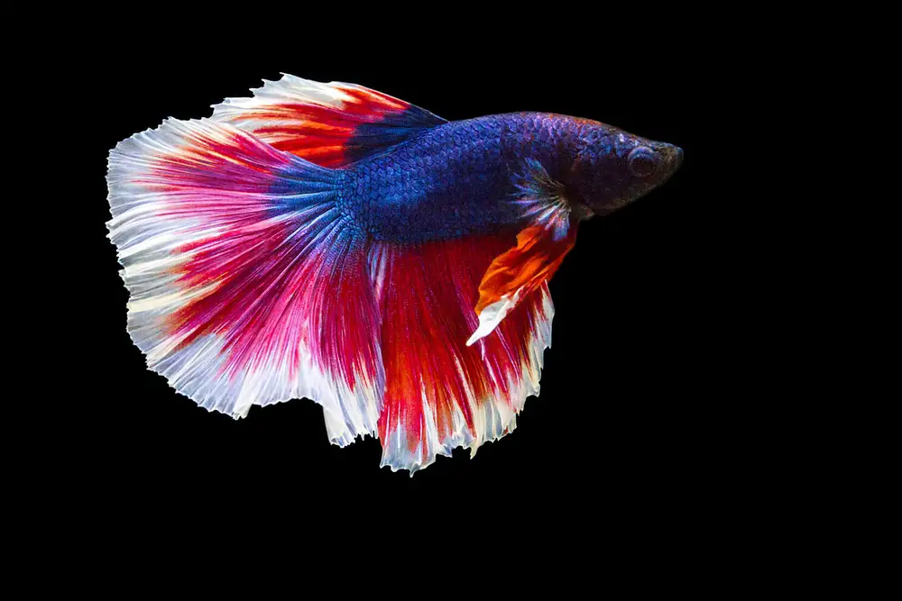 Top Places to Buy Betta Fish Online in the USA 2